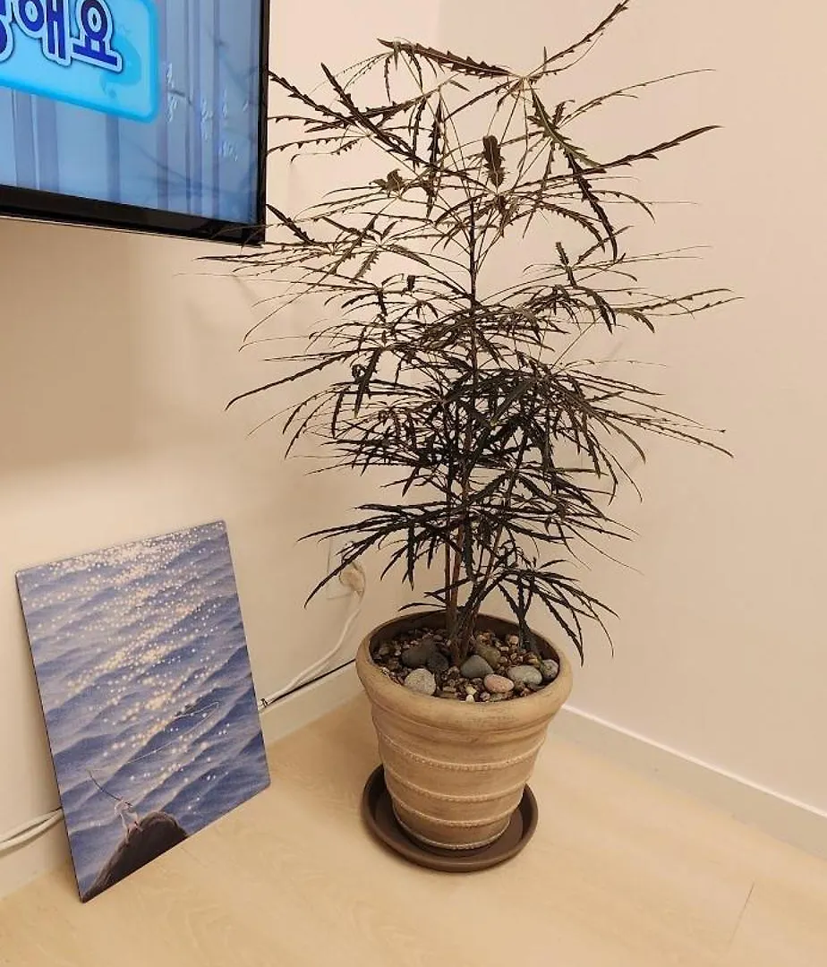 Mono House 101 Apartment Incheon South Korea